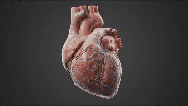 Detailed view of human heart model
