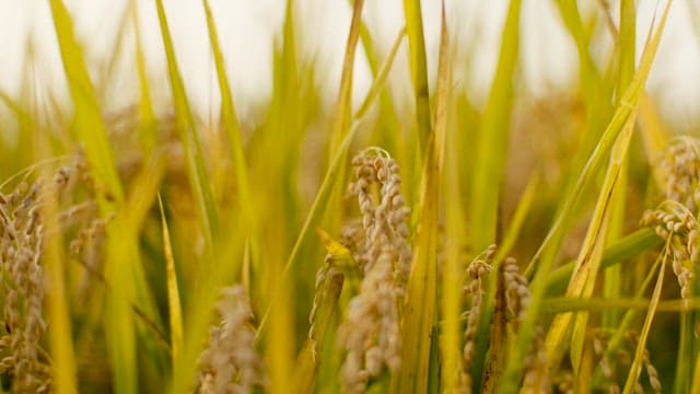 Golden Grasses Lined up in a Rice Field