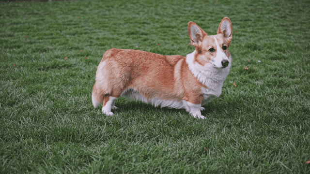 Welsh Corgi standing on green grass