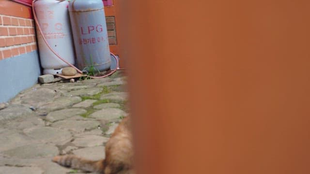 Cat wandering an urban alleyway with LPG tanks and stones