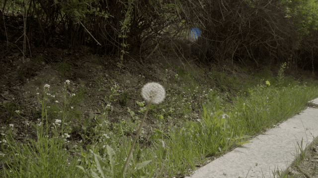 Dandelion in a grassy field