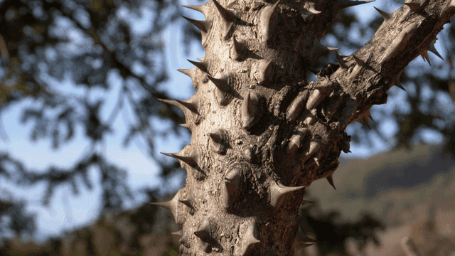 햇빛이 비치는 뾰족한 가시나무