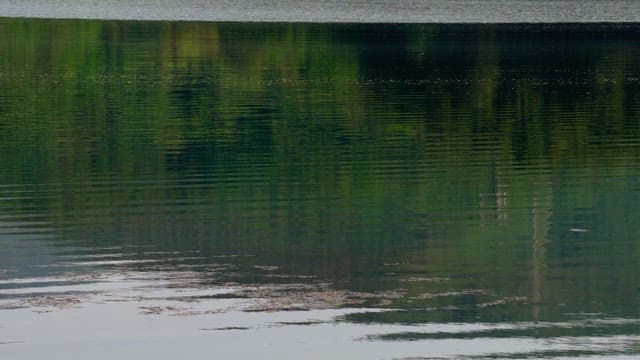 Calm lake with gentle ripples and reflection of green trees