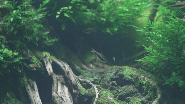 Fish swimming in a lush green aquarium