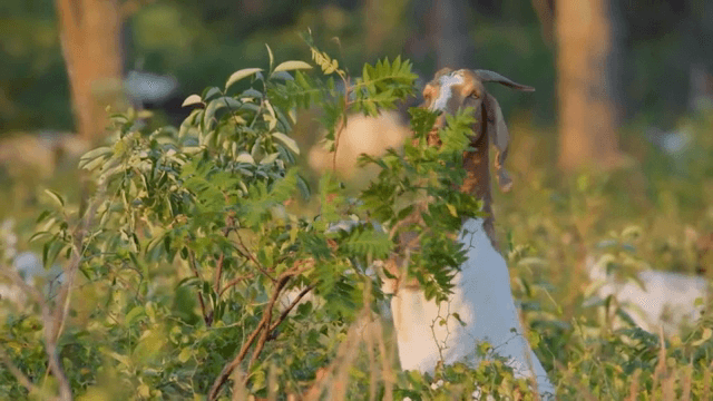 푸른 들판에서 풀을 뜯는 염소