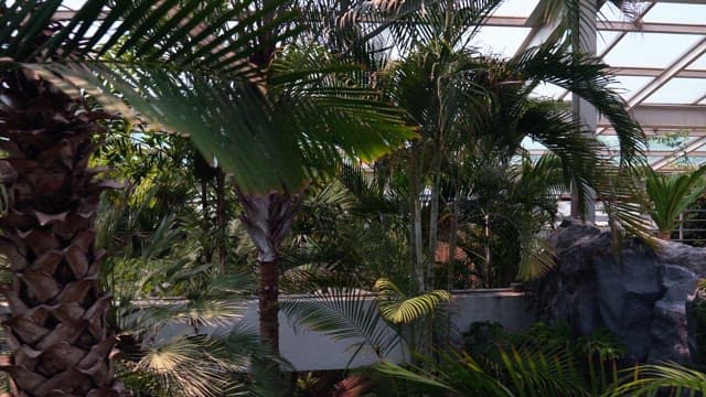 울창한 야자수와 나뭇잎이 있는 실내 식물원