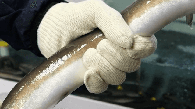 수조에서 꺼낸 장어를 잡고 있는 사람