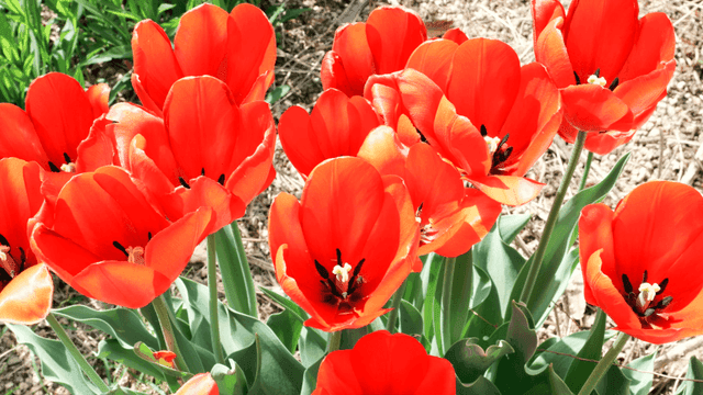 Vibrant red tulips in full bloom