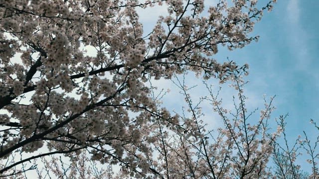 Cherry blossoms blooming under a clear blue sky