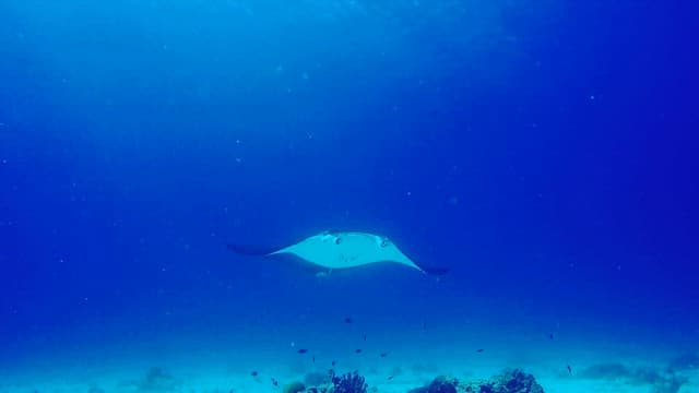 Graceful Manta Rays Gliding in Deep Blue Sea