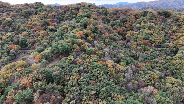Aerial view of a colorful autumn forest