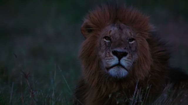 Majestic Lion in the Wild at Twilight