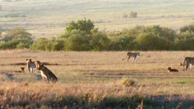 Cheetah and her cubs in the savannah