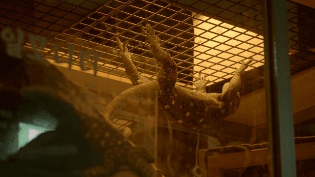 Lizard hanging upside down inside glass cage