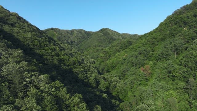 Lush Mountain Forest