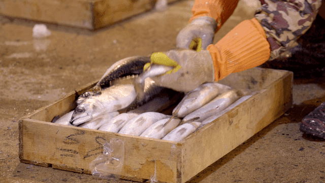 Mackerel being organized in wooden box