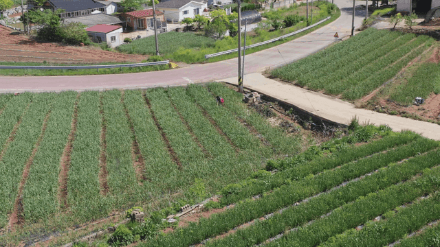 굽은 거리로 나뉜 시골 밭 풍경