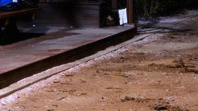 꽃잎이 떨어진 흙길과 산책하는 사람들