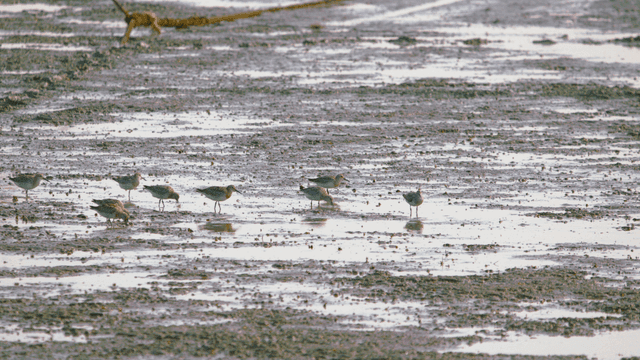 Sandpipers gathering to forage in the muddy wetland