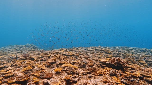 Shoal of fish over a coral reef