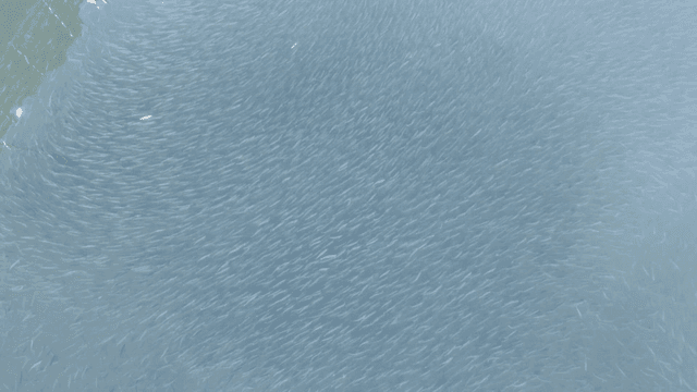 Clear river with schools of fish