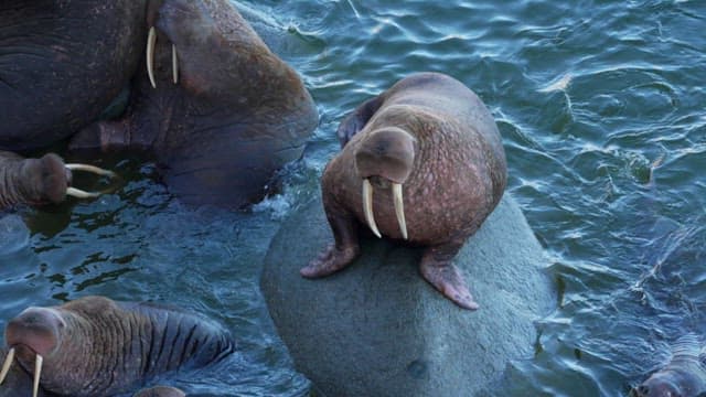 Walruses Resting on Coastal Rocks