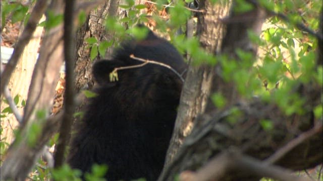 Black bear in a forest