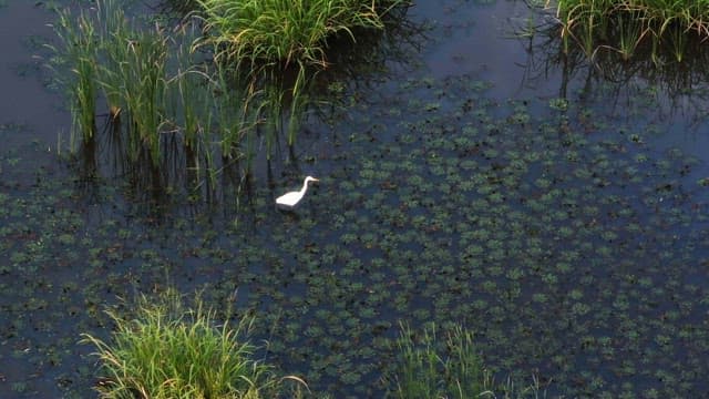 White heron in a lush wetland