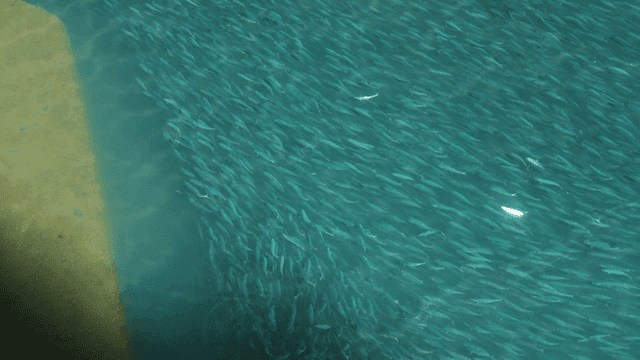 Shoal of fish swimming in river