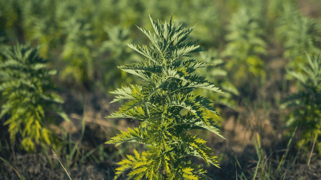 Green plant growing in a field