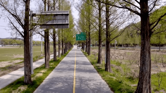 차가 보이는 나무가 늘어선 도로