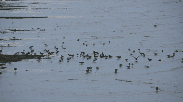 Flock of birds splashing in shallow water