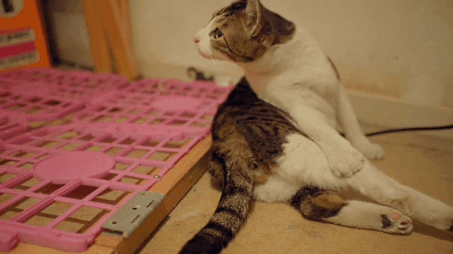 Cat grooming itself at home