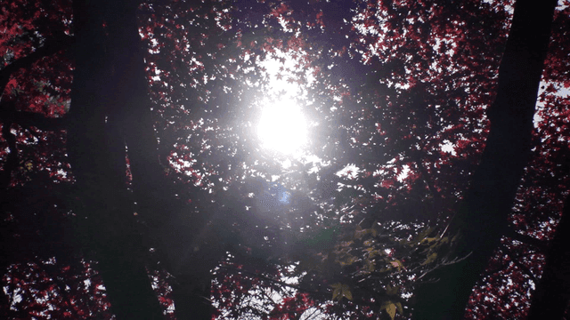 숲의 나뭇잎 사이로 비치는 햇빛