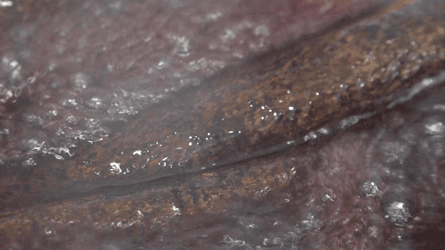 계피와 뜨겁게 끓는 뱅쇼