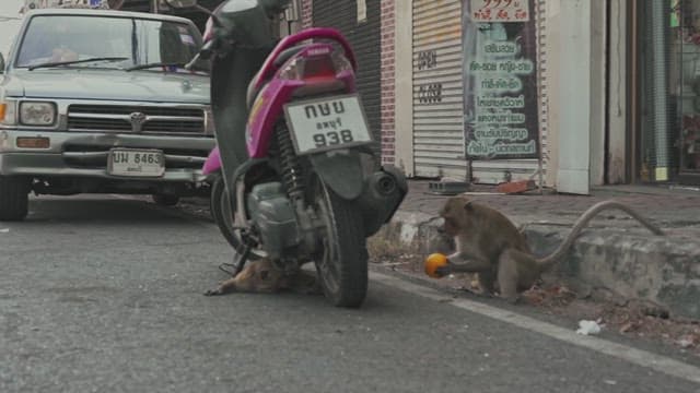 먹이를 차지하기 위해 다투는 원숭이들