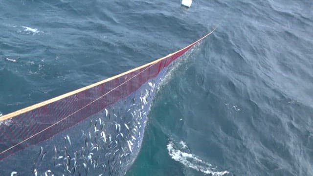 바다 위 어선에서 그물로 물고기를 끌어올리는 모습