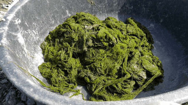 Fresh green sea tangle in large container