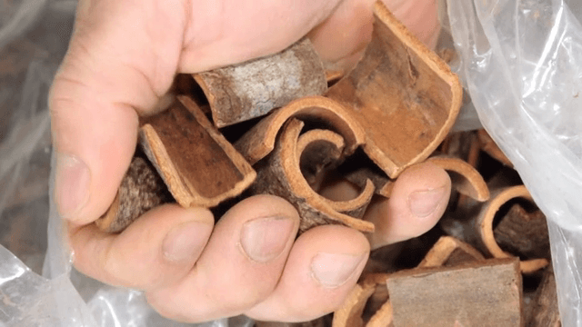 말린 계피 조각을 잡고 있는 손