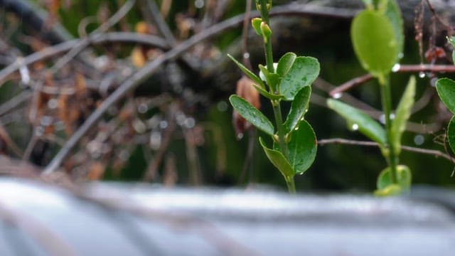 Raindrops on fresh green leaves