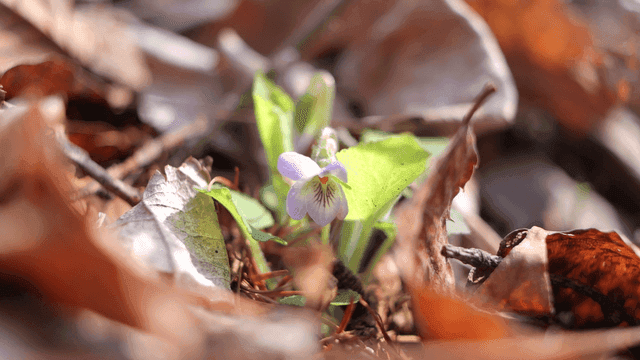 Small purple flowers among dry leaves