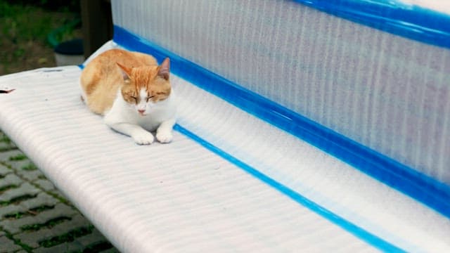 야외 벤치에서 평화롭게 잠자는 고양이