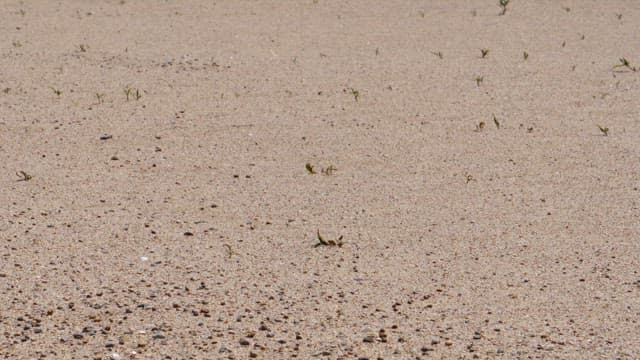 작은 식생이 있는 모래 바닥