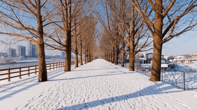 Snow-covered path lined with trees