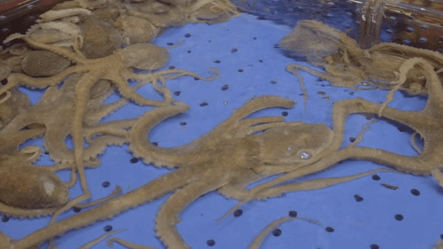 해산물 시장 수조 속 살아있는 문어