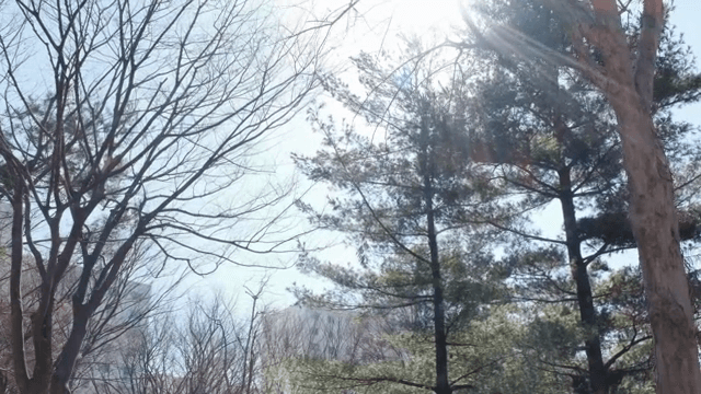 공원 나무 사이로 비치는 햇빛