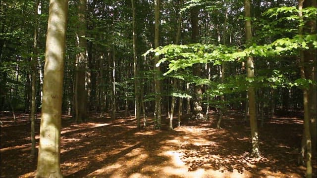 햇빛이 비치는 고요한 숲속