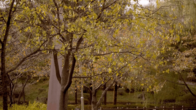 공원의 가을 나무들