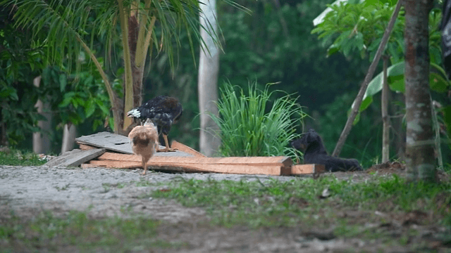 Chickens and a dog in a lush garden