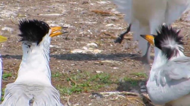 자연 서식지에서 영역 다툼을 하는 뿔제비갈매기와 갈매기